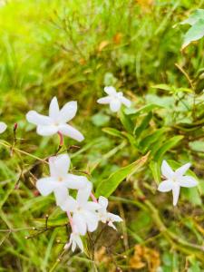 un grupo de flores blancas en la hierba en Villa le jasmin en Oulad Bou Abdallah