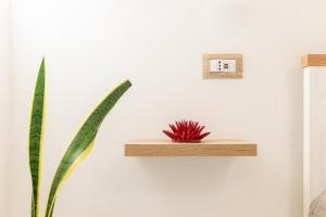 une plante assise sur une étagère à côté d’un interrupteur dans l'établissement Sweet Hospitality - Apartments l Ferret24, à Alghero
