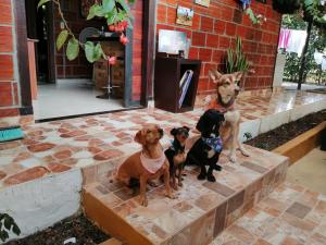 Foto San José del Guaviares asuva majutusasutuse ECORAUDAL posada campestre galeriist +31 fotot