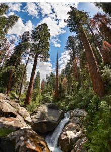 un ruscello nel mezzo di una foresta con alberi ad alto fusto di Sequoia Villa a Visalia
