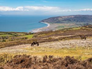 two horses grazing on a hill overlooking the ocean at Seashells in Dunster