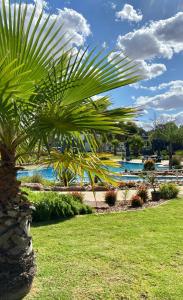 eine Palme vor einem Pool in der Unterkunft Stunning Lakeside Villa in River Front Resort with Pool in Moama