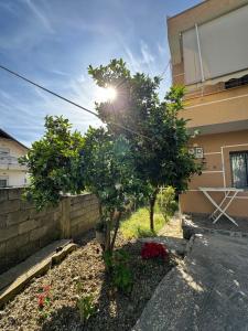 un árbol en un patio al lado de un edificio en Vila Murati en Tirana