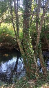 uma árvore coberta de hera junto a um rio em Casa da Volta - Alentejo - S. Julião em Portalegre