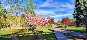 a park with trees with pink flowers and a sidewalk at Boulevard Flat in Alba Iulia