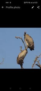 dos pájaros posados sobre una rama de un árbol en Holiday Home Stay, en Khajurāho