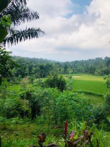 una vista de un campo desde la selva en Serenity Lodge Tetebatu Lombok, en Tetebatu