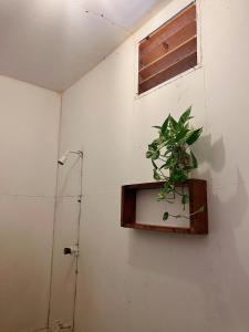 una planta en la pared de un baño con ventana en Wave Hunters, en Arugam Bay