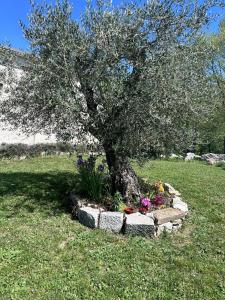 drzewo w kamiennym łóżku kwiatowym w obiekcie Residence San Martino w mieście Busso