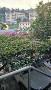 einen Garten mit rosa Blumen auf dem Balkon in der Unterkunft casa vacanze Ugo e Betty in Sanremo