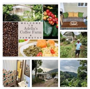 a collage of pictures of food and vegetables at Adella's Blue Mountain Coffee Farmstay in Kingston
