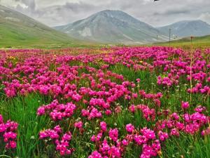 a field of pink flowers with a mountain in the background at Mantri Bai Camping Site Deosai in Skardu