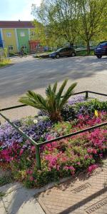 a bunch of flowers in a median in a street at Piccolo in Knin