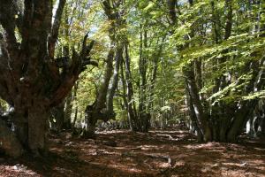 un sendero arbolado con árboles y hojas en el suelo en L'ALMA VIVA (Anciennement La Diligence), en Verdese