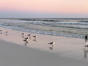 um bando de gaivotas caminhando na praia em Nautilus 1702 Gulf Front Large 2 Bedroom Penthouse 7th Floor em Fort Walton Beach