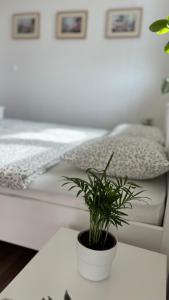 a potted plant sitting on a table next to a bed at TRIO apartment in Piešťany