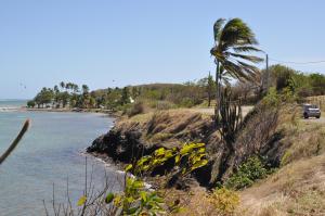 a palm tree on the side of a beach at Chalet Plage et Kite in Le Vauclin