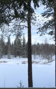 uma árvore em frente a um campo coberto de neve em Ylläs Valokki em Ylläsjärvi