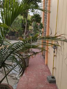 a hallway with plants on the side of a building at Excellent Home Away from Home! in Noida +37 photos