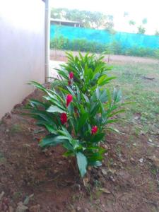 una pianta con fiori rossi in un cortile di Santa Cruz Guanacaste CR a Santa Cruz