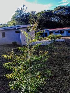 una pianta in un campo vicino a un edificio di Santa Cruz Guanacaste CR a Santa Cruz