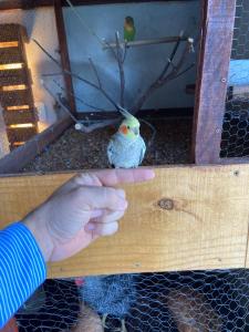 una mano sosteniendo un pequeño pájaro en una jaula en Pousada Tianguá - Top Demais en Tianguá