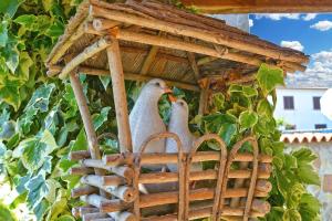 Dois pássaros numa casa de pássaros numa árvore em Ferienwohnung für 8 Personen ca 85 qm in Rovinj, Istrien Istrische Riviera em Rovinj