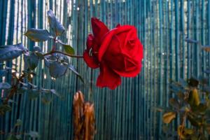 een rode roos voor een blauwe muur bij Ferienhaus mit Privatpool für 7 Personen ca 100 qm in Castiadas, Sardinien Sarrabus Gerrei in Olìa Speciosa