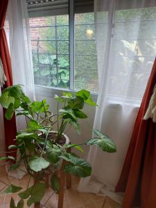 ein Fenster mit einer Topfpflanze davor in der Unterkunft Casa con piscina de uso exclusivo in Gualeguaychú
