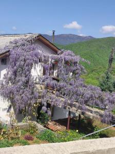 a wisteria tree on the side of a house at Vila Fantastico in Skopje