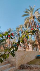 a tree with red flowers in front of some palm trees at Dar Ranim Tozeur in Tozeur