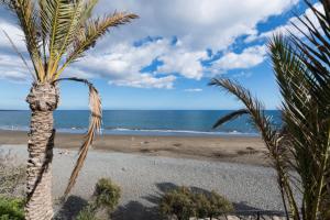 a palm tree on a beach with people in the water at Schöne Wohnung Sun Club in Playa del Aguila