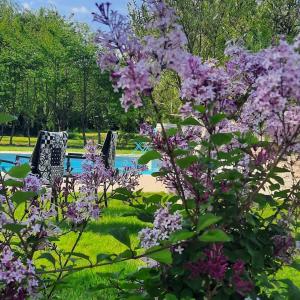 um arbusto de flores roxas em frente a uma piscina em L'instant bleu em Marans