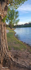 a tree sitting next to a body of water at Charming Retreat in heart of Amarillo in Amarillo