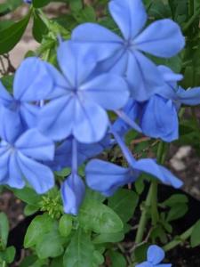 um grupo de flores azuis em uma planta em Garden Cottage em San Ignacio