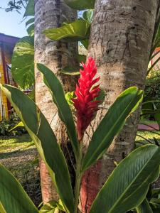 a red flower on the side of a tree at Garden Cottage in San Ignacio