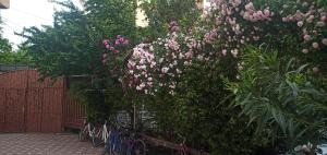 Jardí fora de Top Shkodra location
