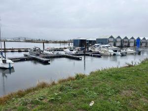 een groep boten aangemeerd in een jachthaven bij Charming Hidden Gem- Ocean View and Marina in Campbell River