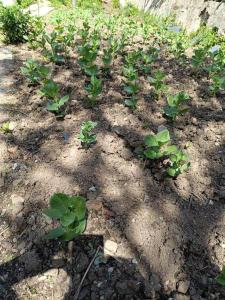 un grupo de plantas verdes en la tierra en Casa do Forno F.R en Barreiro