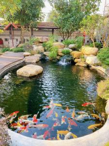 a pond with many koi in a garden at Golden Star Villa Hue in Hue