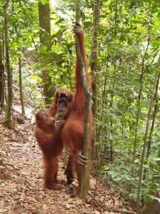 a monkey holding onto a tree in the forest at Brown Bamboo Bukit Lawang in Bukit Lawang