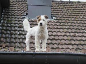 a brown and white dog standing on a roof at Wirtshaus Rutihof in Gränichen