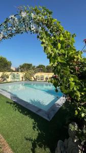 una piscina con un montón de plantas alrededor en maison 3 chambres avec piscine en Calvi