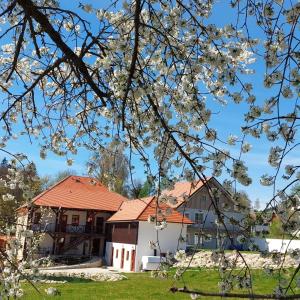 a house in the spring with white flowers at Apartmány Pernek in Horní Planá