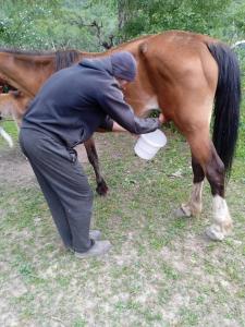 a man is petting a horse with a bucket at САЙ-SAI in Arslanbob