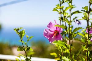 una flor rosa con una abeja encima en Aigli Summer Getaway - Seaview Lux Retreat, en Verga Kalamata