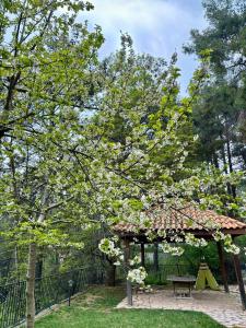 Gallery image of Rose Garden Platres in Platres +22 photos