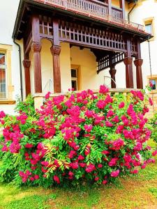 un cespuglio di fiori rosa di fronte a una casa di PAŁACYK BUDGET a Legnica