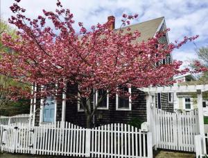 una cerca blanca frente a una casa con un árbol florido en 5 Min Walk to Town Patio Yard & A C, en Provincetown