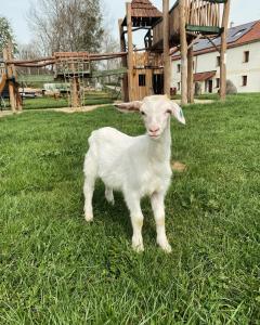 a white goat standing in the grass in a field at Pension Slunečná in Želnava